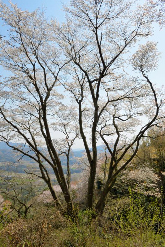 [ 高峯の山桜 ]  