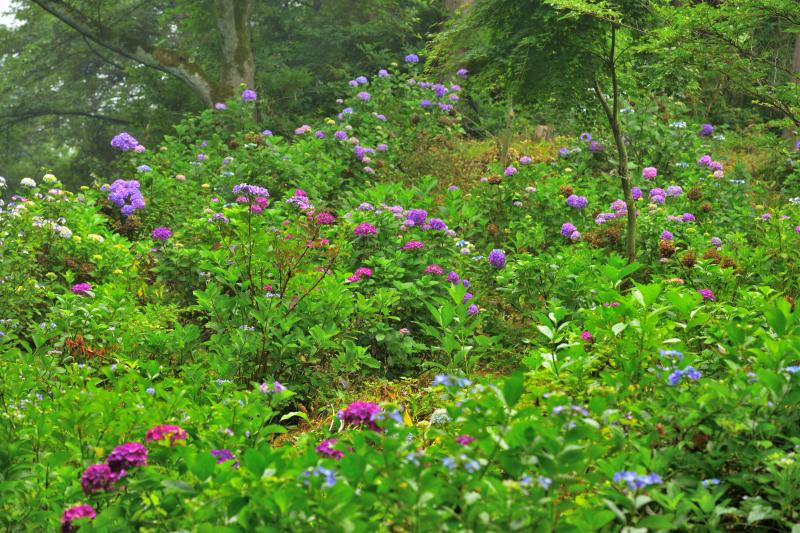 [ 斜面に咲き誇るあじさい ]  山の斜面に多くの種類の紫陽花が咲いています。雨が降った直後で、花が生き生きしていました。