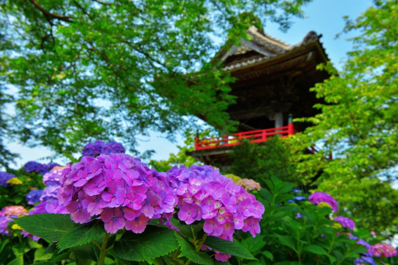 [ 鐘楼を飾る紫陽花 ]  大きく綺麗な紫陽花の花が目の前に。通路が多く整備されており、色々な構図で撮影を楽しめるお寺です。