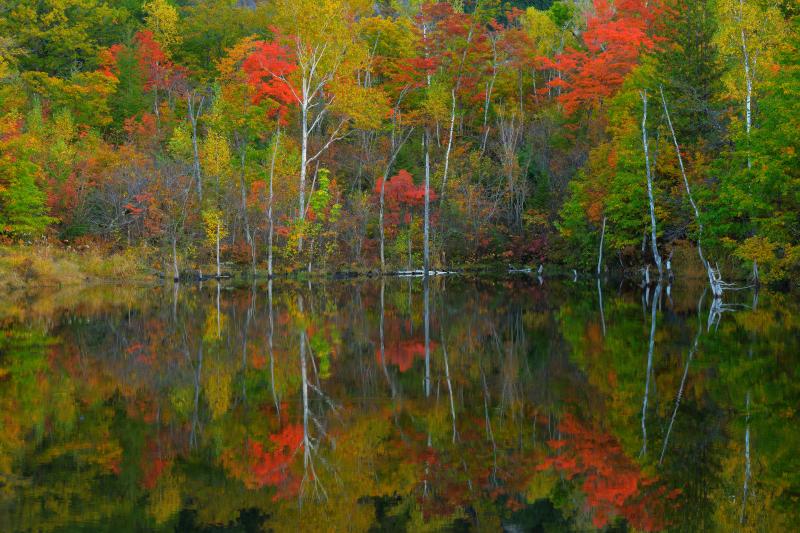 [ 紅葉水鏡 ]  湖畔を彩る紅葉が、鏡のような水面に映り込んでいます。