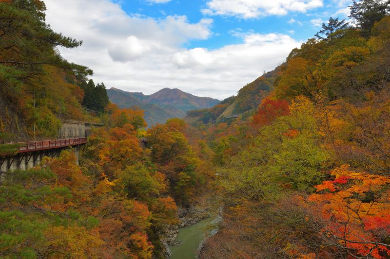 [ 猿橋から下流を望む ]  渓谷の両岸はカエデ、紅葉、クヌギなどの紅葉で彩られています。川と並走する国道の歩道から絶景を満喫することができます。