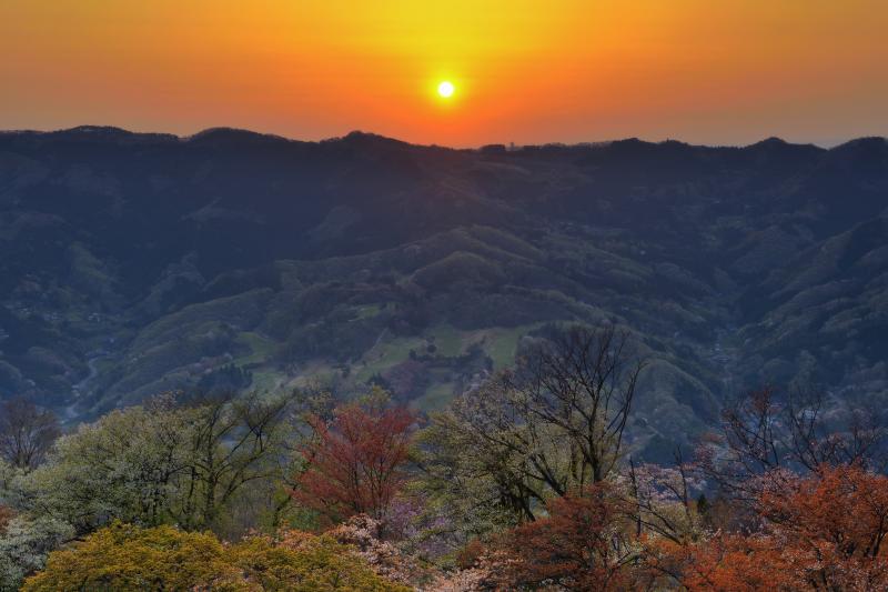 [ 山桜と日の出 ]  東の山の稜線から太陽が昇ってきました。眼下には山桜の群生が見えます。