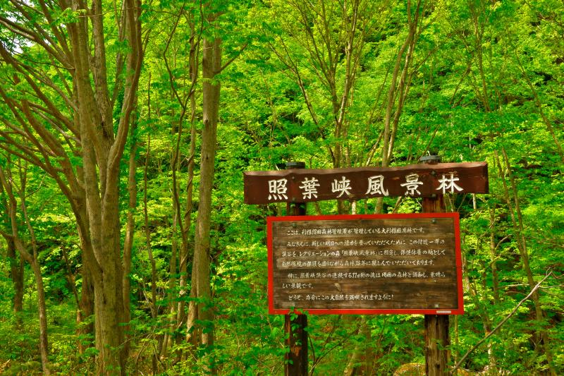 [ 照葉峡風景林 ]  照葉峡はブナをはじめとした広葉樹が多く、新緑・紅葉が美しい関東の奥入瀬と呼ばれる撮影スポットです。