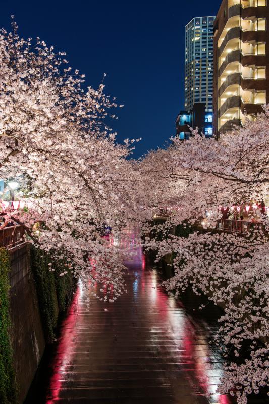 [ 都会の桜並木 ]  桜並木の周辺には高層マンションが見えます。都会ならではの桜並木風景が楽しめます。