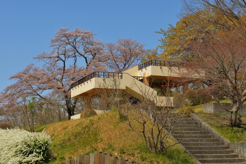 [ 美の山公園の山桜 ]  