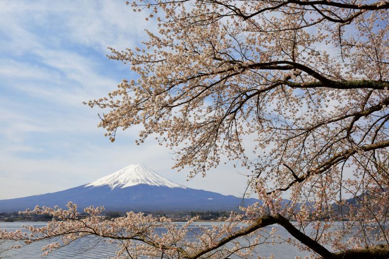 [ 長崎公園の桜 ]  