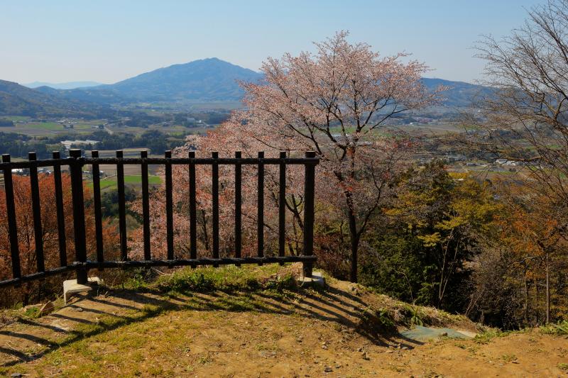 [ 高峯のヤマザクラ ]  