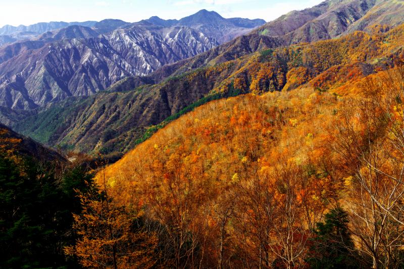 [ 紅葉と無機質な山肌 ]  山の斜面を埋め尽くす鮮やかな紅葉。奥の。奥の荒々しい足尾の山々との対比が面白い。