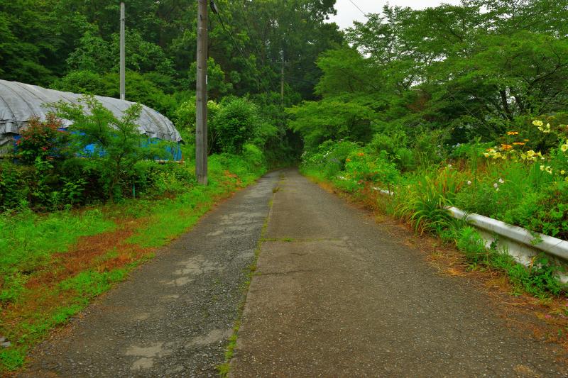 [ あじさいの小路 ]  