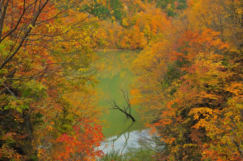 [ 紅葉に佇む立ち枯れ ]  燃えるような紅葉に包まれた胴元湖。ダム湖の水面から一本の立ち枯れが顔を出していました。