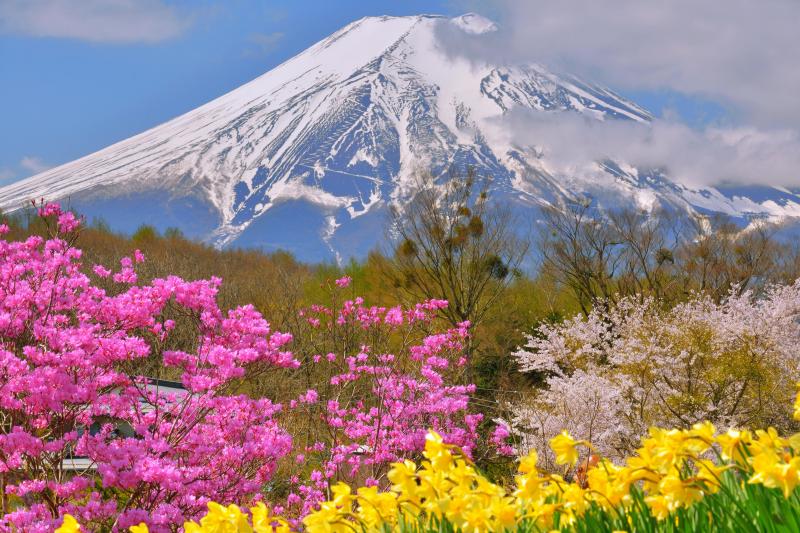 [ 喜びの春 ]  忍野八海から川沿いを散歩していたところ、華やかな春の風景に出会いました。