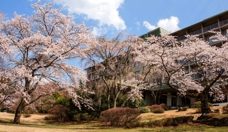 [ 桜溢れるホテル ]  ホテルを囲むように桜たちが花を咲かせます。