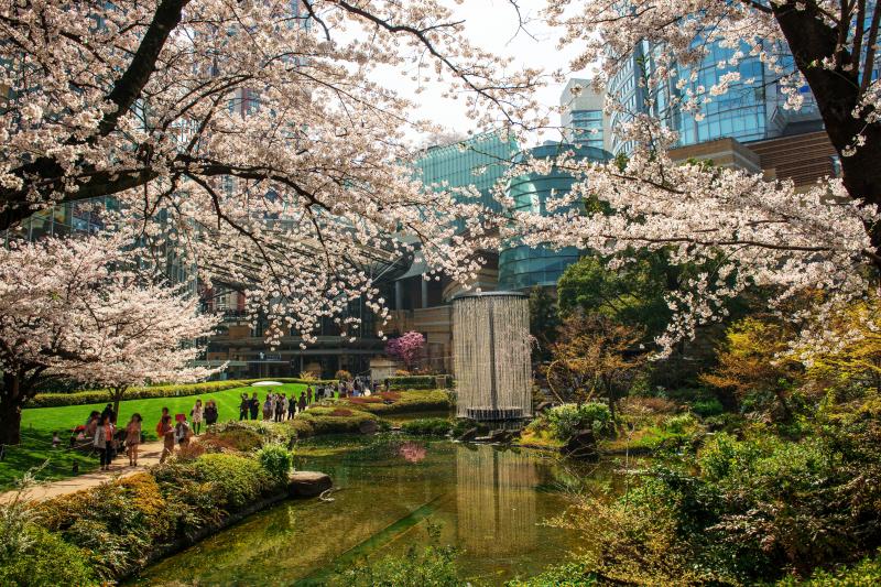 [ 毛利庭園の桜 ]  ヒルズとテレビ朝日の間には毛利庭園があります。池を取り囲む桜が美しい。