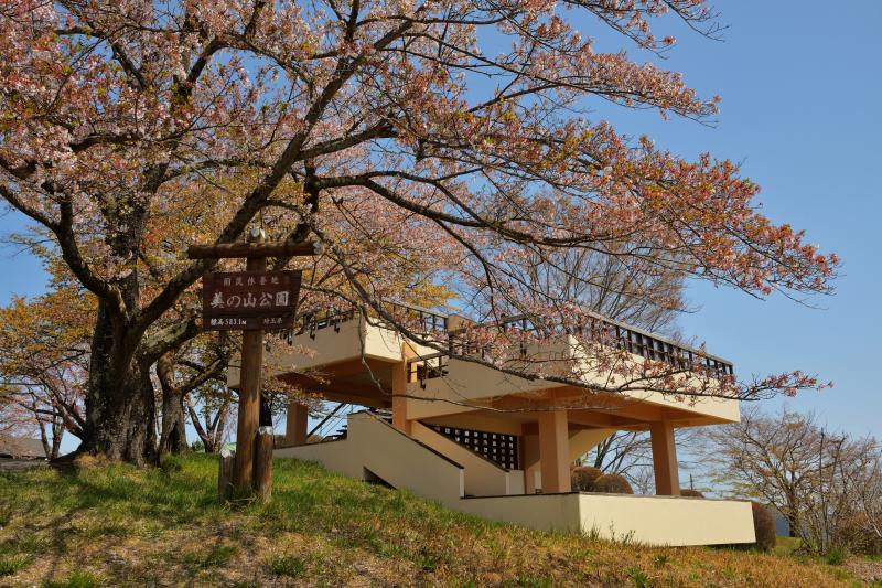 [ 美の山公園の山桜 ]  