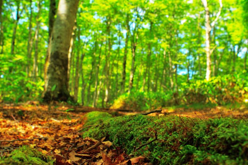 [ 苔とブナ林 ]  遊歩道には苔の生えた木の根がありました。森の中は水分が多くみずみずしい感じがしました。