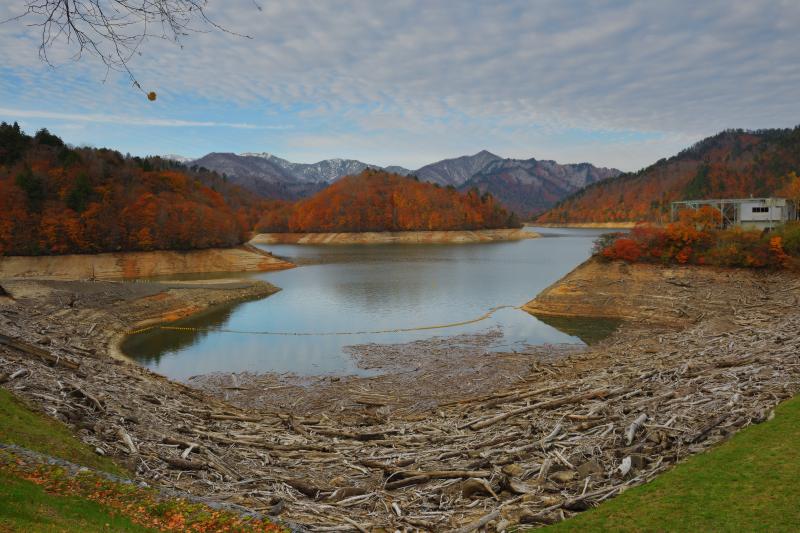 [ 流木と紅葉 ]  ダムの湖畔が流木で埋め尽くされていました。秘境とも呼べる奥利根湖の晩秋。