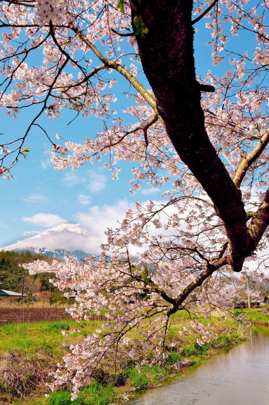 [ 長閑な春の物語 ]  忍野村の川沿いにある桜と富士山。雲が抜け、富士山登場。