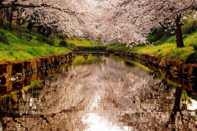 [ 春鏡 ]  静かな川面は桜を映す鏡のよう。春の暖かい光の感じが美しい瞬間でした。