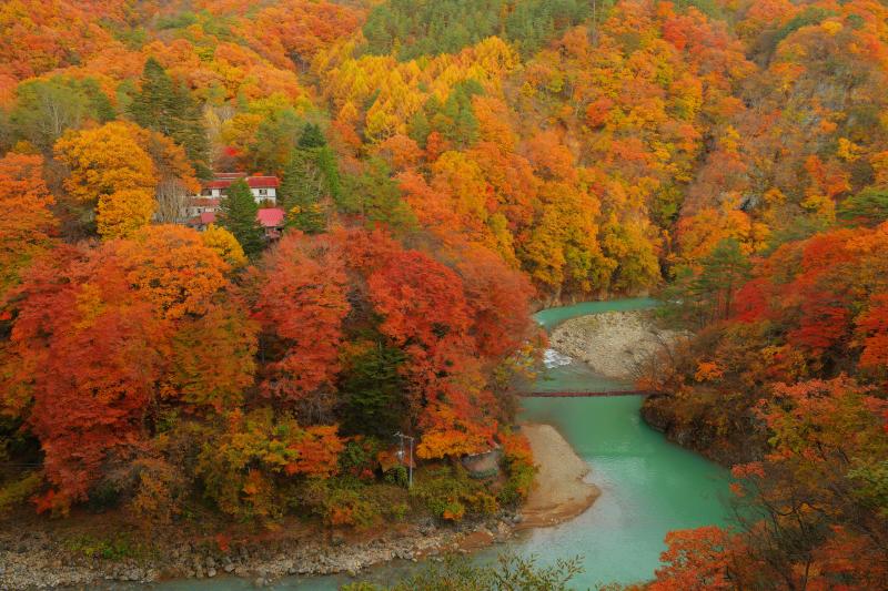 [ 燃え上がる紅葉と川の流れ ]  白砂川は酸性が強く、その影響で水の色がエメラルドグリーンでとても綺麗です。道路の橋の上から撮影。