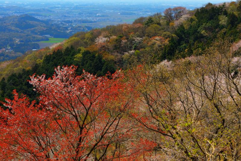 [ 高峯山・平沢林道からの眺望 ]  桜の時期、平沢林道は車両通行止めになります。1時間ほど林道を歩くと山桜の斜面を見下ろすことができます。