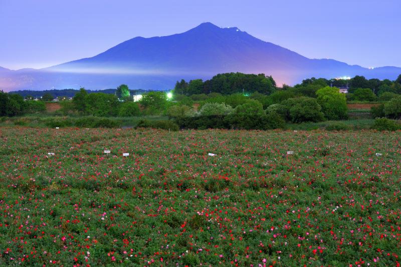 筑波山とポピー畑 | 月明かりに照らされたポピー畑。筑波山の手前に雲が流れています。しばらくすると霧に包まれて視界が無くなりました。