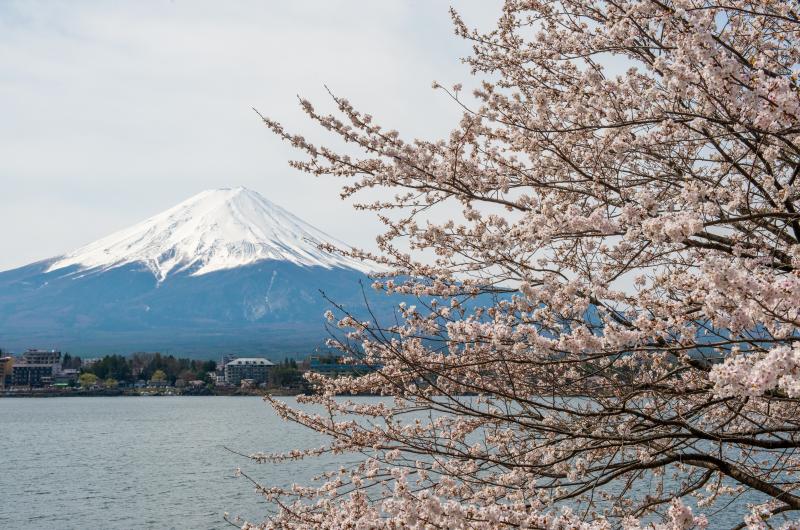 [ 桜と富士 ]  河口湖の桜と逆さ富士の名所で撮影。