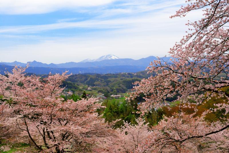 [ 桜舞う公園 ]  城址の桜は満開を過ぎ、風が吹くと花びらが空に舞っていました。里山風景が広がり、その先には残雪の浅間山が見えます。