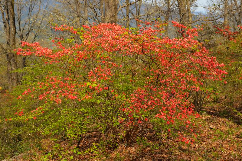 [ 美の山公園の山桜 ]  