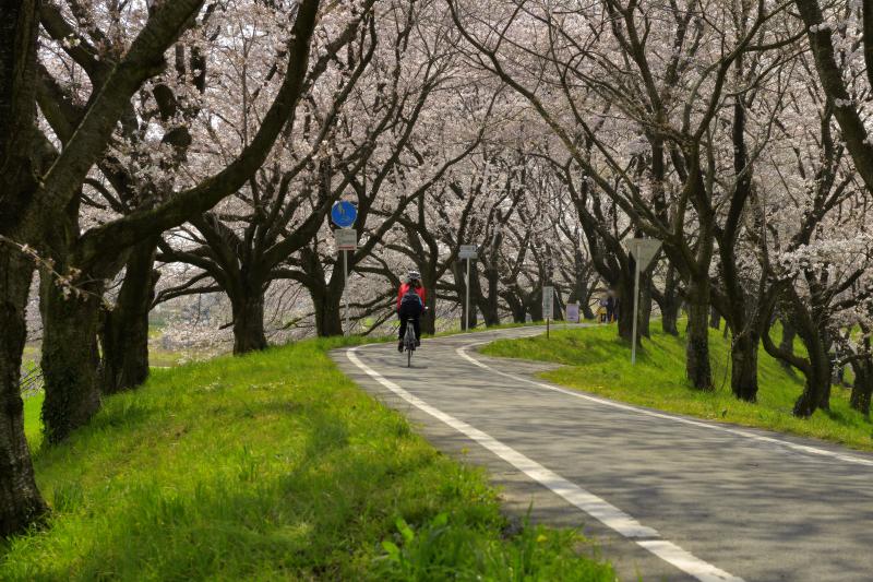 [ 堤の上のサイクリングロード ]  堤の上は遊歩道＆サイクリングロードになっています。桜並木のカーブを自転車が駆け抜けていきました。