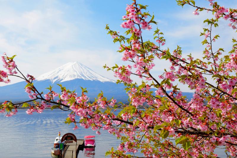 [ メルヘン ]  ピンクの河津桜とピンクのボート。かわいらしい河口湖の春。