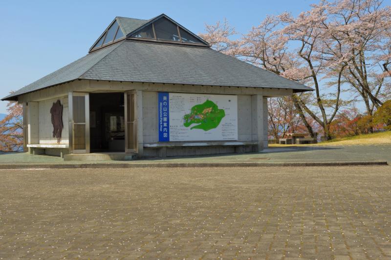 [ 美の山公園の山桜 ]  