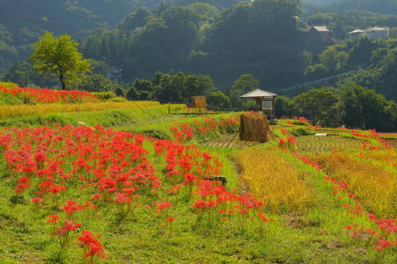 [ 寺坂棚田 彼岸花 ]  