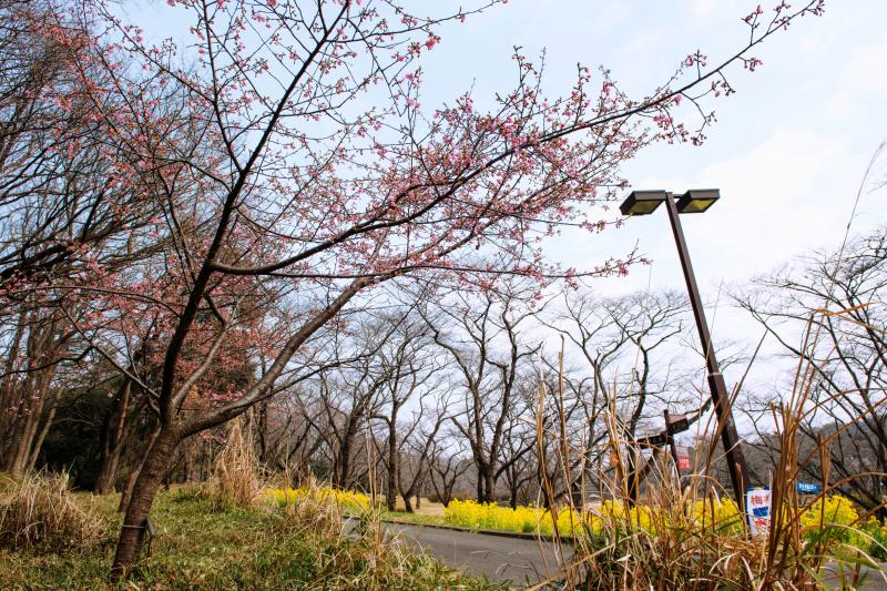 [ 南口の桜並木 ]  南口を入ってすぐのところに桜並木があります。