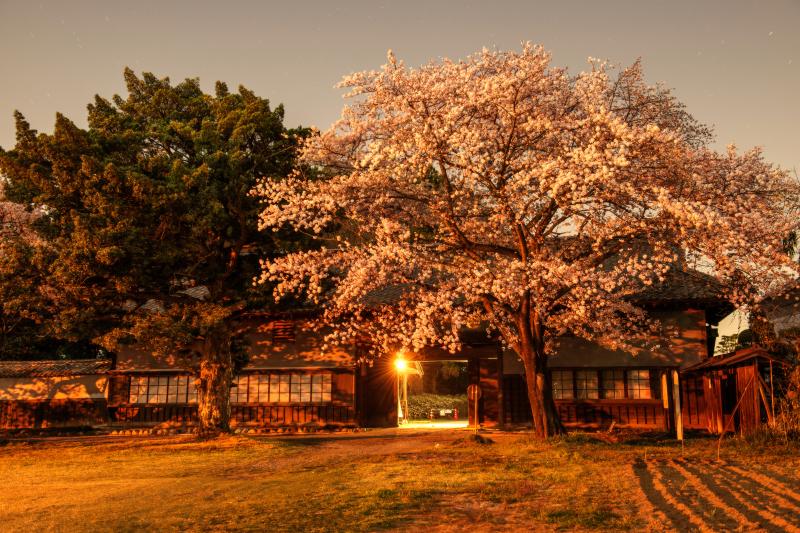 [ 月夜の長屋と桜 ]  満開と月明かりが重なり、幻想的な日本の春の美になりました。