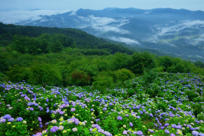 [ 美の山の紫陽花 ]  