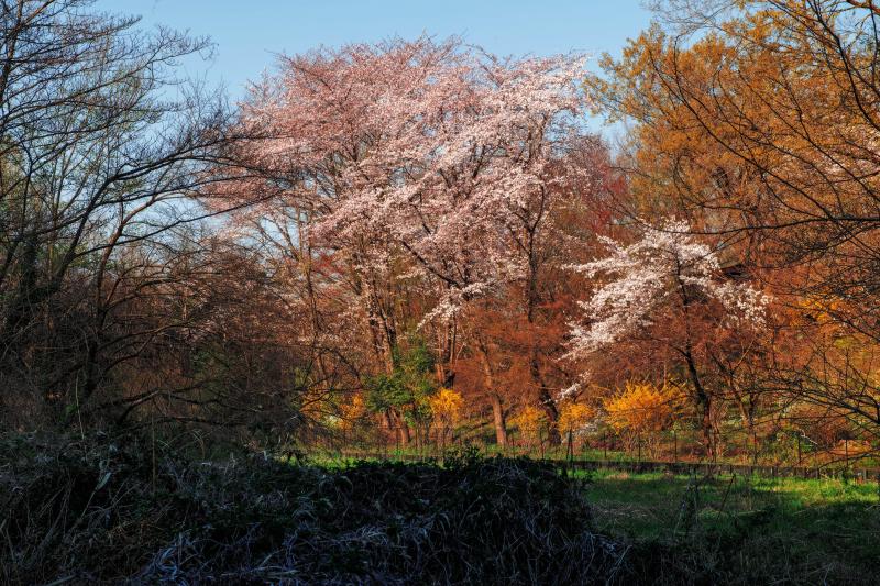 [ 自然公園内の桜 ]  北本のエドヒガンの周辺には、他の桜の木もあります。