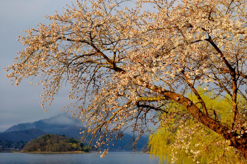 [ 朝日を浴びる湖畔の桜 ]  湖畔の桜の木々に朝陽が当たって来ました。富士山と一緒に撮影したい枝に陽が当たるのももう少し！