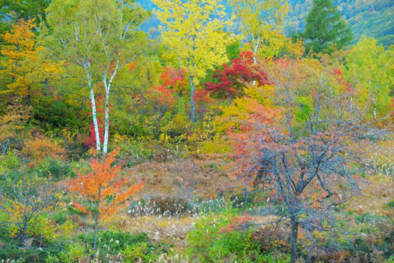 [ 秋に踊る木々 ]  紅葉する高原に光が注ぎ、色づいた葉っぱが踊るように風に揺れていました。ハイキー&ソフトフィルター効果で現像。