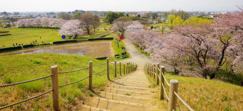 [ さきたま古墳の桜 ]  