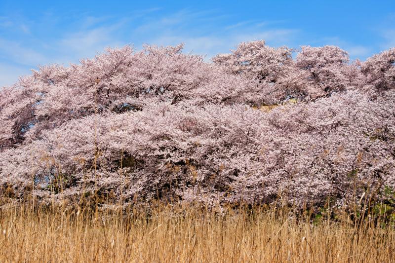 [ 桜の丘で ]  駐車場から古墳へ歩いていくと、丘の上が桜で溢れていました。