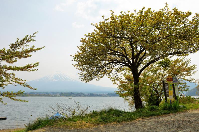 [ 長崎公園の桜 ]  