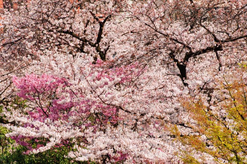 [ 春爛漫 ]  幾つもの種類の桜が重なるように咲き誇っています。