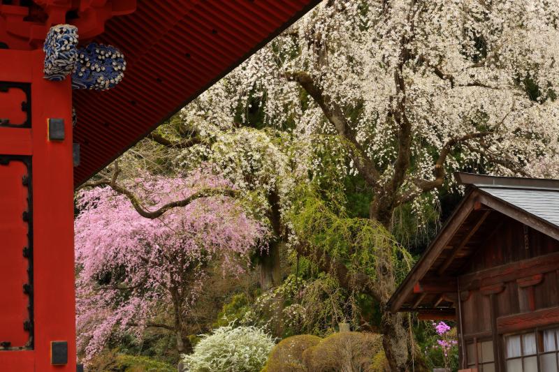 [ 赤門としだれ桜 ]  妙義神社の総門と境内で花を咲かせるしだれ桜。インパクトのある赤と淡いピンクと白の桜花。