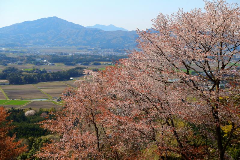 [ 山桜と筑波山 ]  展望台からは田園地帯と筑波山のパノラマが広がります。