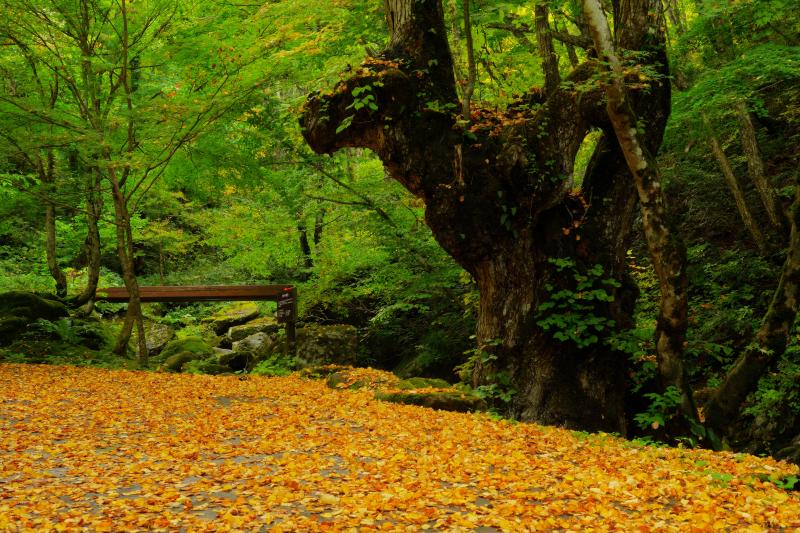 [ 黄金の絨毯 ]  散策路入口付近では、紅葉した葉が道路一面を埋め尽くしていました。