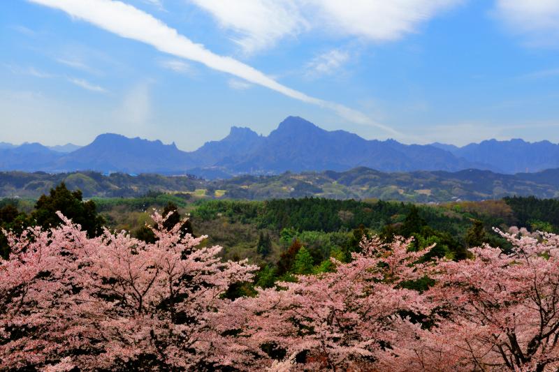 [ 雲の一本道  ]  桜溢れる「後閑城址公園」。奥には奇岩・妙義山がそびえています。