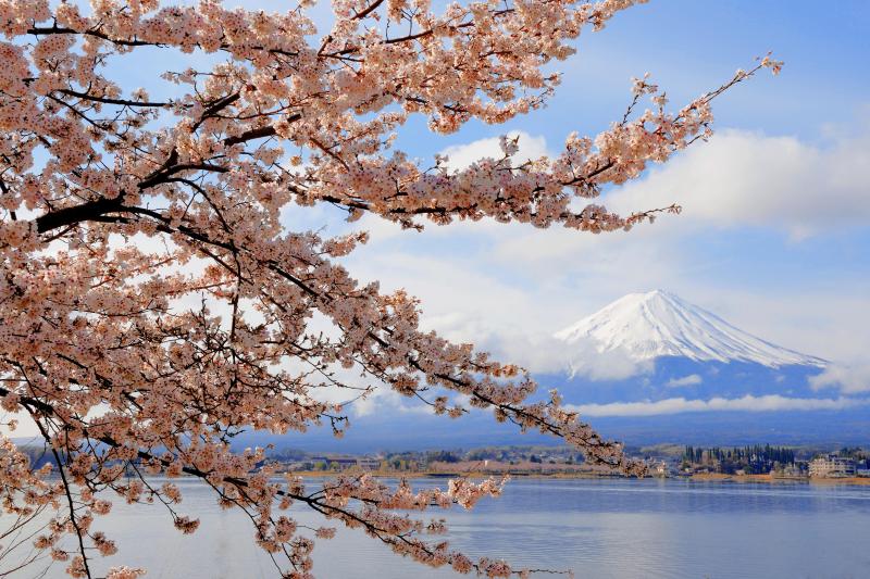 [ 河口湖春景色 ]  湖畔の形の良い桜の枝。雲が程よく流れ、富士山と桜のコラボレーション写真が撮れました。