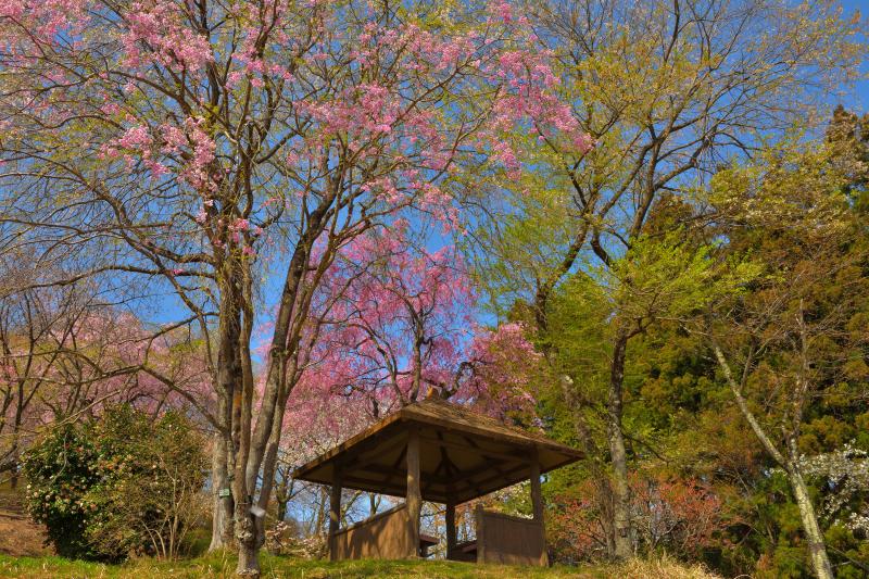 [ 美の山公園の山桜 ]  