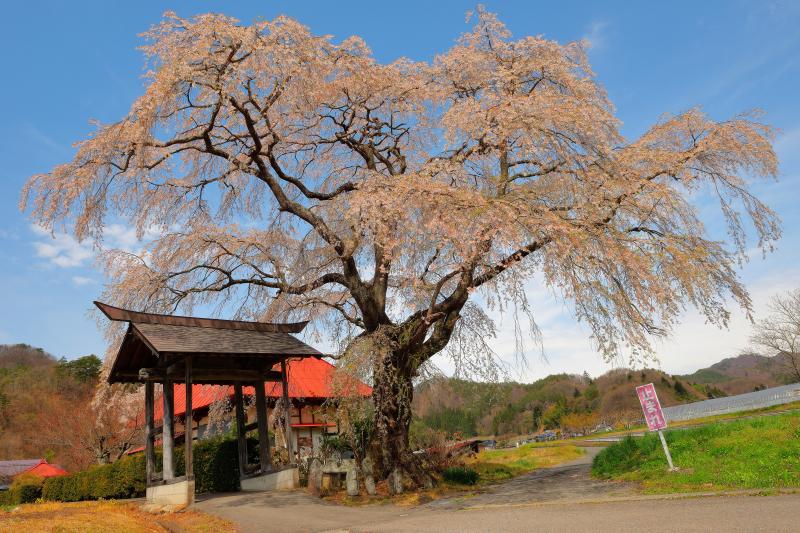 [ 寺院前に立つ一本桜 ]  寺の朱色の屋根が印象的な場所です。発知のヒガンザクラの少し南側に位置しています。