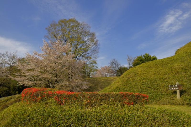 [ 後閑城址公園の桜 ]  